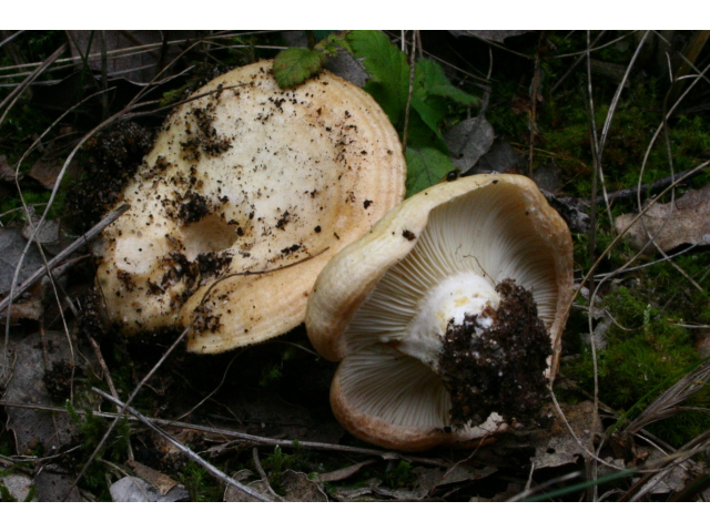 Мицелий Груздя дубового / Рыжик дубовый ( Lactarius insulsus)